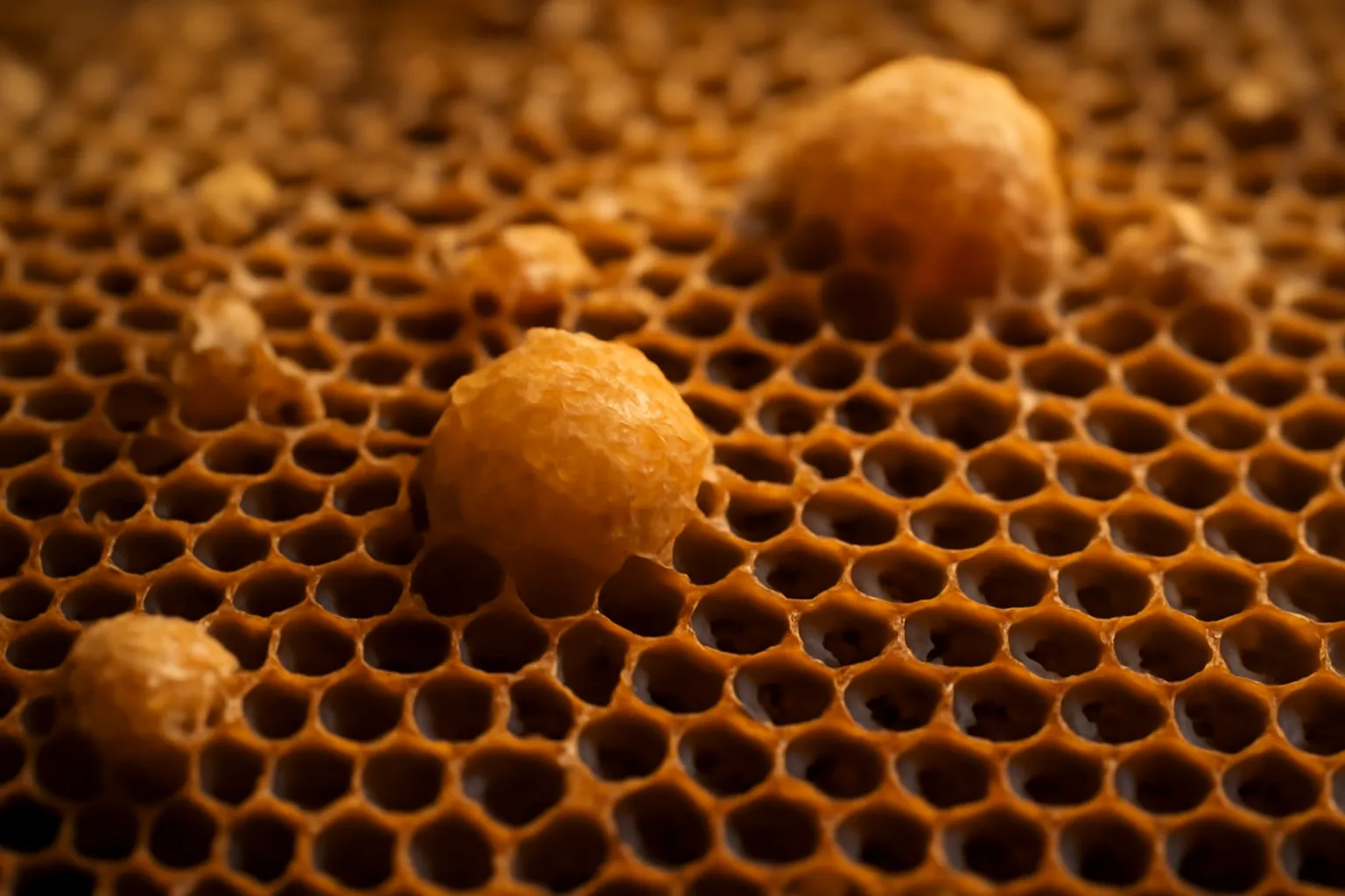 The queen: her role, queen cells, and spotting a queenless colony